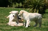 GOLDEN RETRIEVER 1094